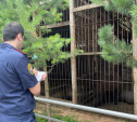 На ферме в Тульской области на женщину с ребенком напал медведь