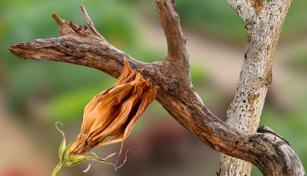ООО «МСК-НТ»: складирование растительных отходов на контейнерных площадках является нарушением закона