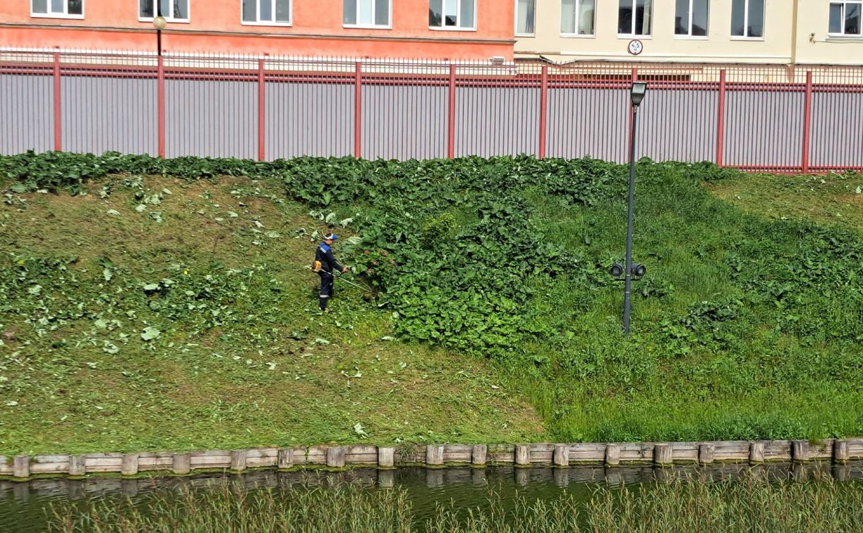 Тулячка предложила не косить траву на Казанской набережной со стороны ТОЗ