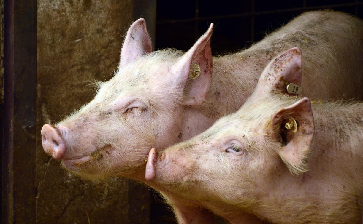 ПХ «Лазаревское» призывает власти ужесточить контроль за исполнением мер по защите от африканской чумы свиней