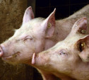 ПХ «Лазаревское» призывает власти ужесточить контроль за исполнением мер по защите от африканской чумы свиней