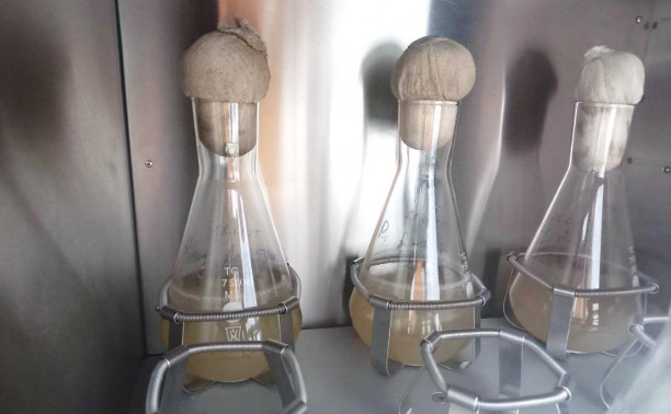 Чисто, ещё чище: ученые ТулГУ нашли новый способ очистки воды с помощью бактерий