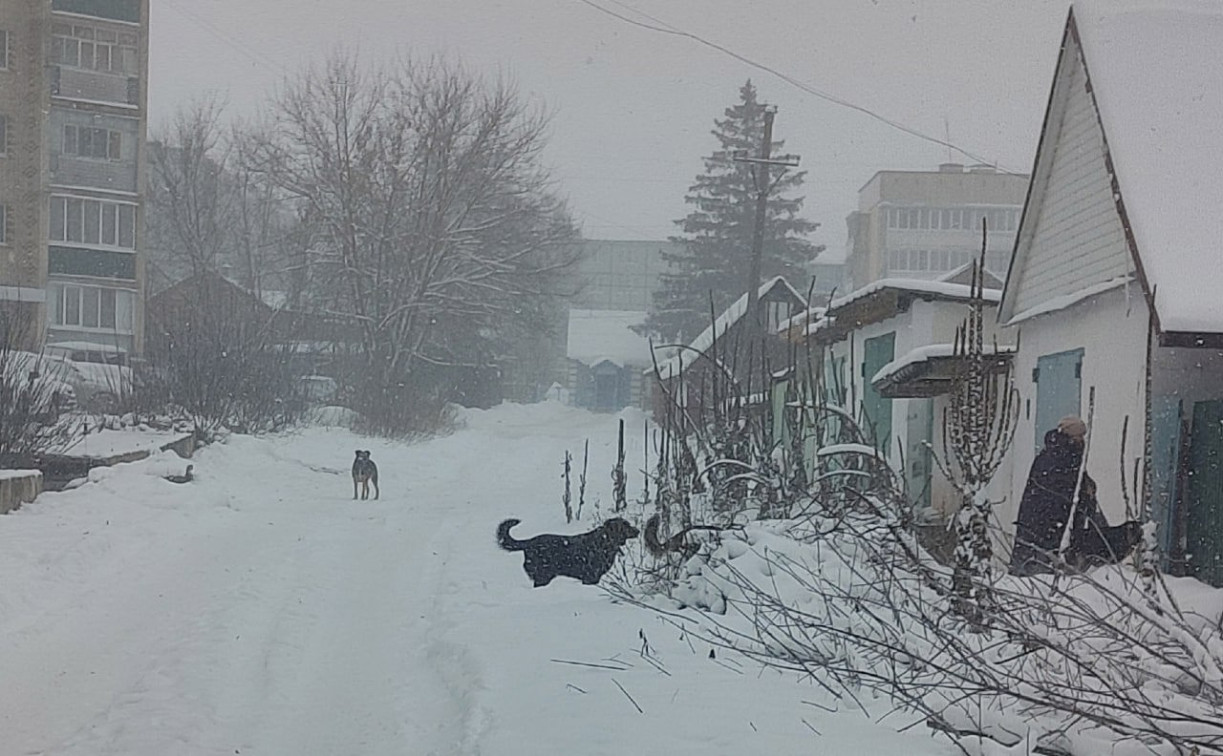СК проверяет факт нападения бездомных собак на жителей Плавска