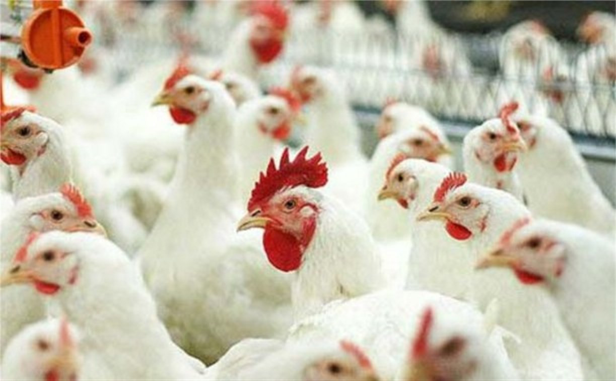 Россельхознадзор отправил свыше 370 тонн курятины обратно в США