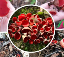 «Их что, можно есть?!» Туляки находят в лесах необычные грибы – эльфовы чаши