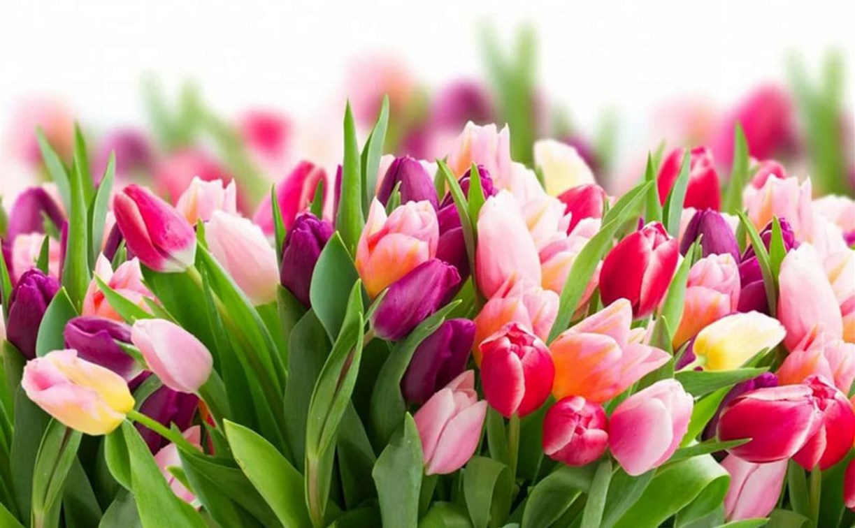 В преддверии 8 Марта цветы из Тульской области будут продавать в Москве