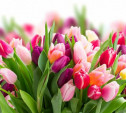 В преддверии 8 Марта цветы из Тульской области будут продавать в Москве
