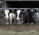 В Новомосковске фирма тайно перевезла почти 700 коров без документов  