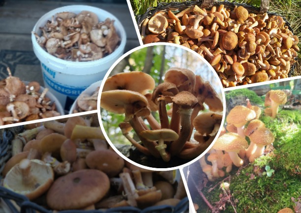 В тульских лесах началась массовая волна опят