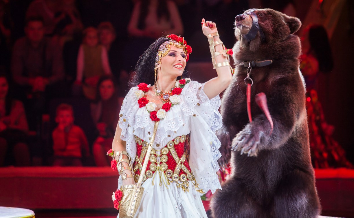 «Баронеты» в Тульском цирке: медведи, лошади и лилигры 