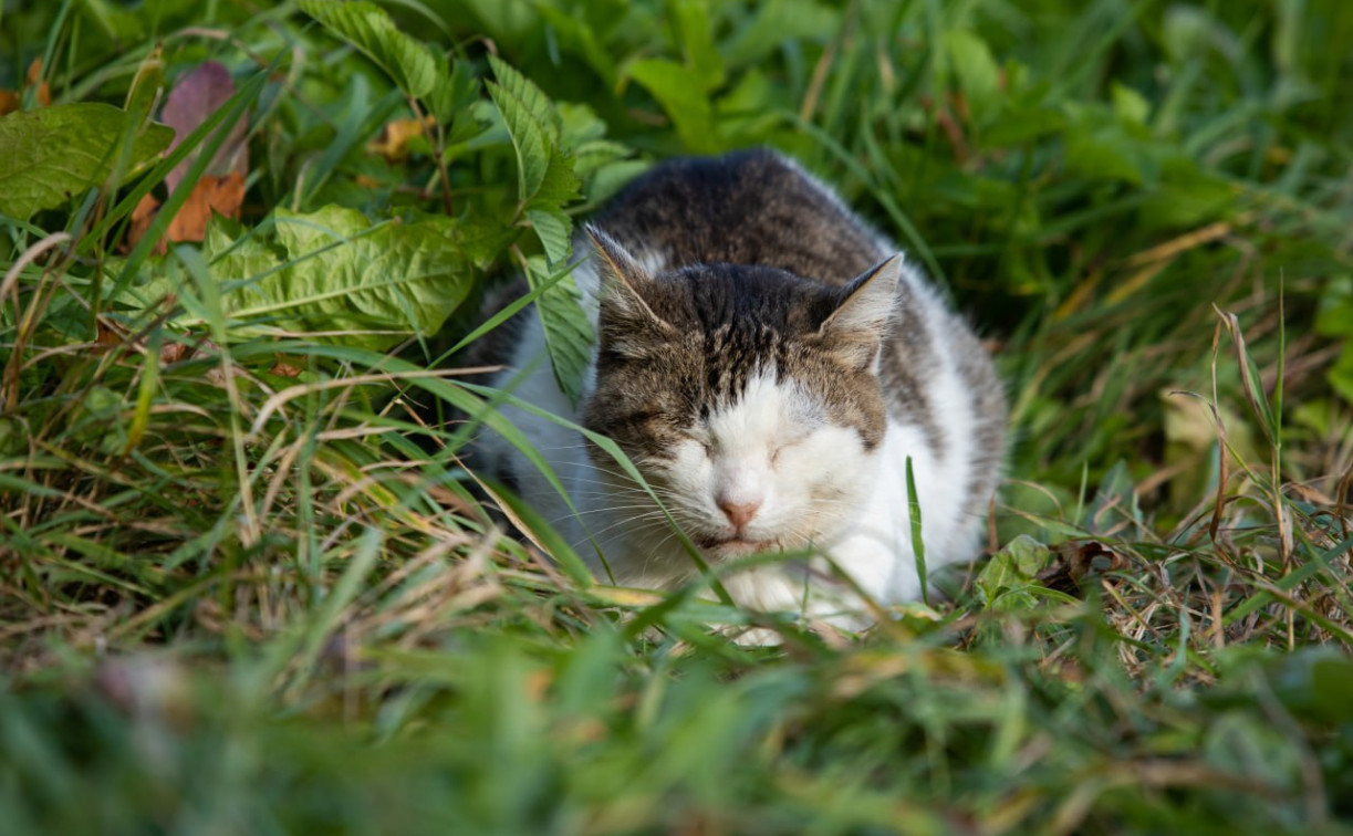 Погода в Туле 10 сентября: до +23 и без осадков