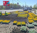 В Туле к 9 Мая высадят бархатцы, петунии, цинерарии