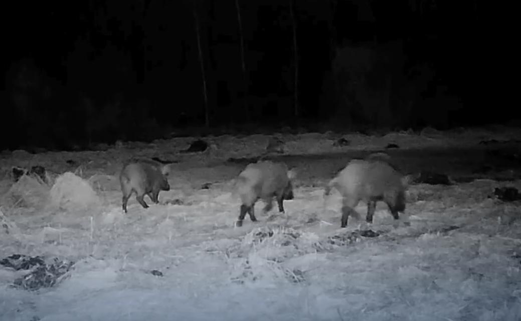 В тульских лесах появились солонцы для восстановления животных после зимы 