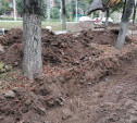 В Туле при обустройстве велодорожки рабочие изуродовали строительной техникой корни деревьев