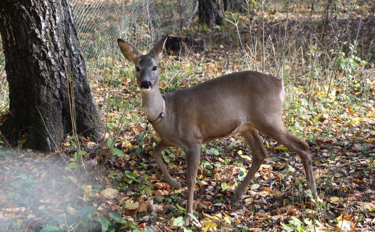 Туляки могут принести в зооуголок желуди для оленей и косуль
