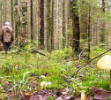 В лесу в Алексинском районе пропала женщина: нужны добровольцы для поиска