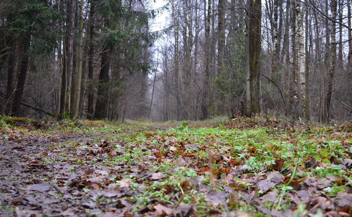 В Узловском районе в лесу обнаружили труп женщины