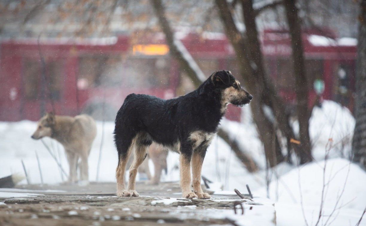 В Туле бродячая собака укусила ребёнка: администрация города выплатит отцу компенсацию