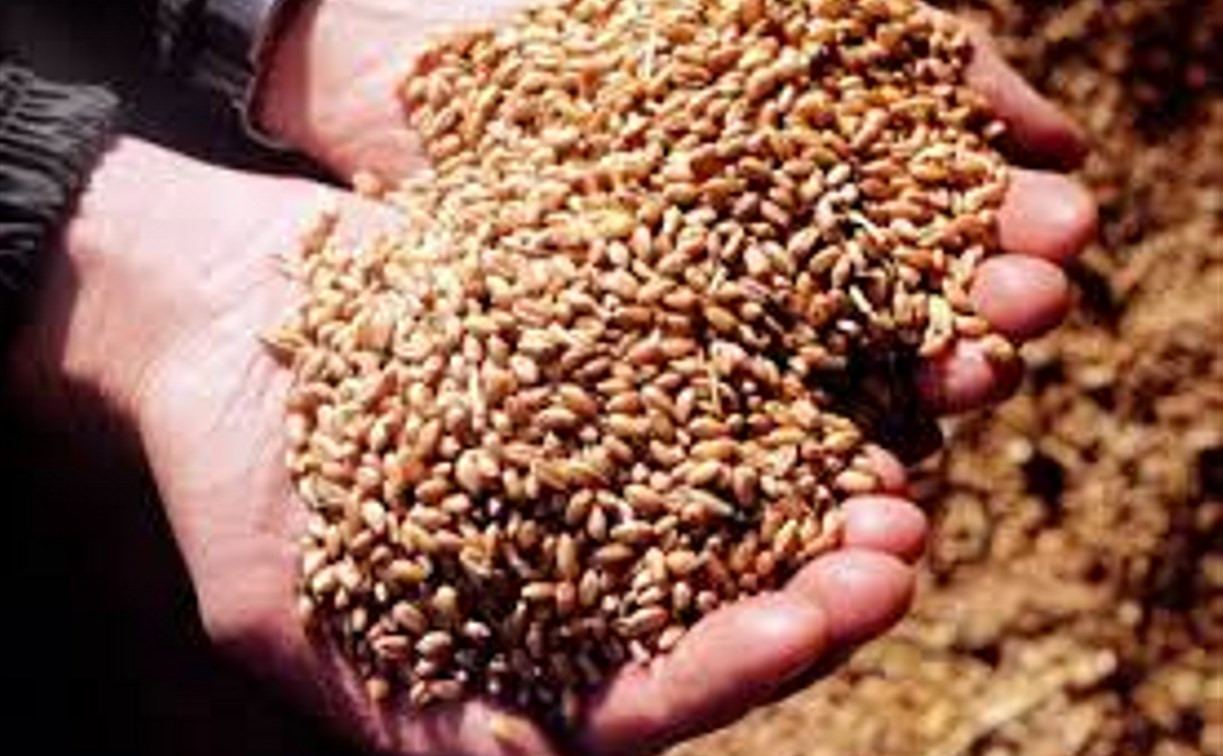 В Ефремовском районе «Илья Муромец» пойдет под суд из-за озимой пшеницы