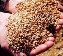 В Ефремовском районе «Илья Муромец» пойдет под суд из-за озимой пшеницы
