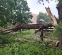 Сильный ветер повалил в Туле 34 дерева – ЕДДС