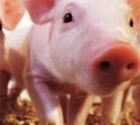 В Тульской области суд на месяц запретил колонии ввозить и продавать свиней
