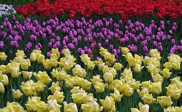 До конца июня в Туле высадят 370 тысяч цветов