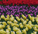 До конца июня в Туле высадят 370 тысяч цветов