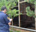 Нападение медведя на людей в Алексине: ферма закрыта, дело передано в суд