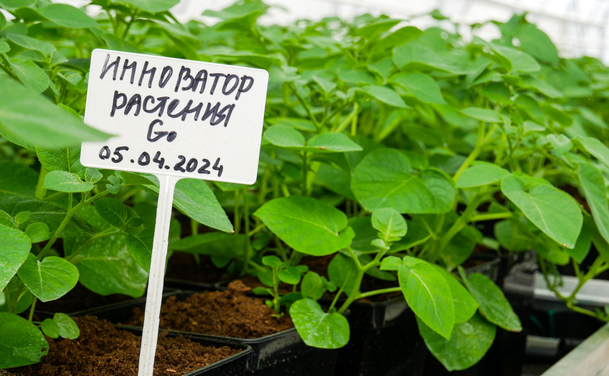 «Мираторг» в 2024 году увеличил посевные площади семенного картофеля на 67%