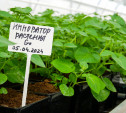 «Мираторг» в 2024 году увеличил посевные площади семенного картофеля на 67%