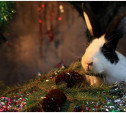Туляков призвали не дарить живых кроликов на Новый год