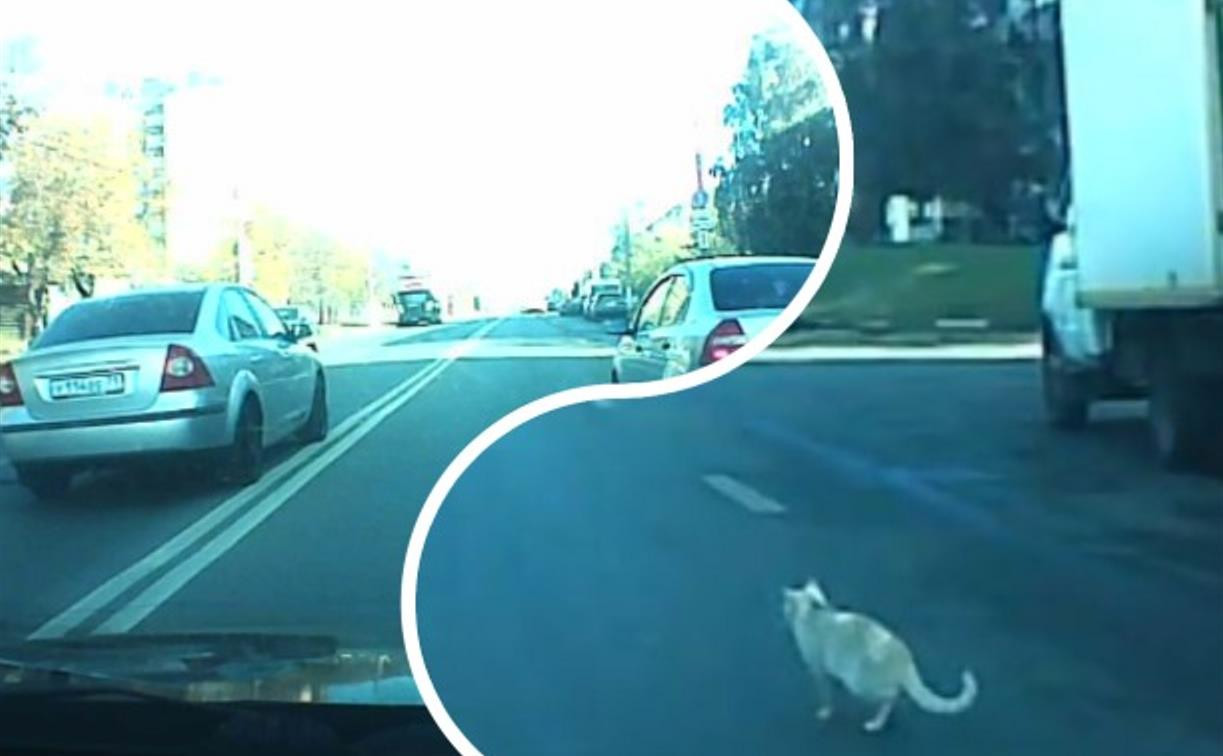«Накажи автохама»: пока водитель спасал кота, его объехали через двойную сплошную!