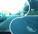 «Накажи автохама»: пока водитель спасал кота, его объехали через двойную сплошную!
