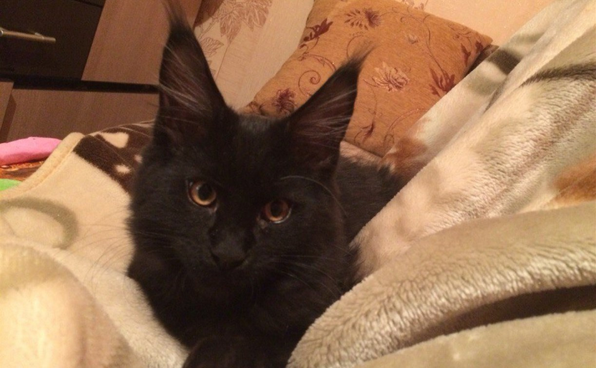 В Ясногорске спасли кота, который почти неделю находился под завалами взорвавшегося дома