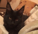В Ясногорске спасли кота, который почти неделю находился под завалами взорвавшегося дома