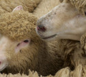В Алексинском районе введён карантин по оспе коз и овец