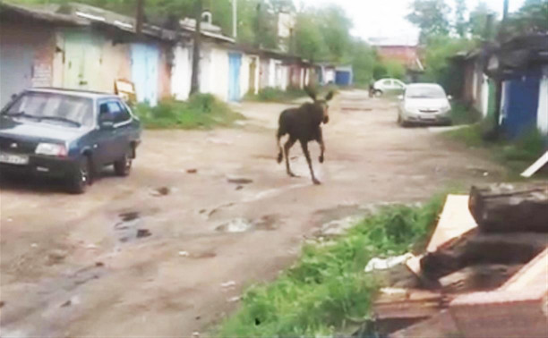 Бегавшего по Узловой лося засняли на видео