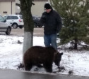 По Заокскому гуляет медвежонок