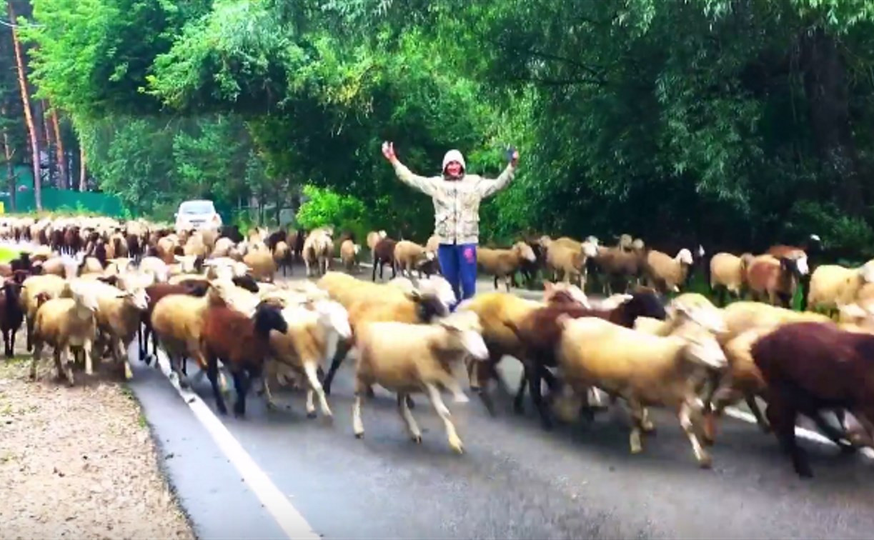 Регулировщик овец в Бунырево: видео