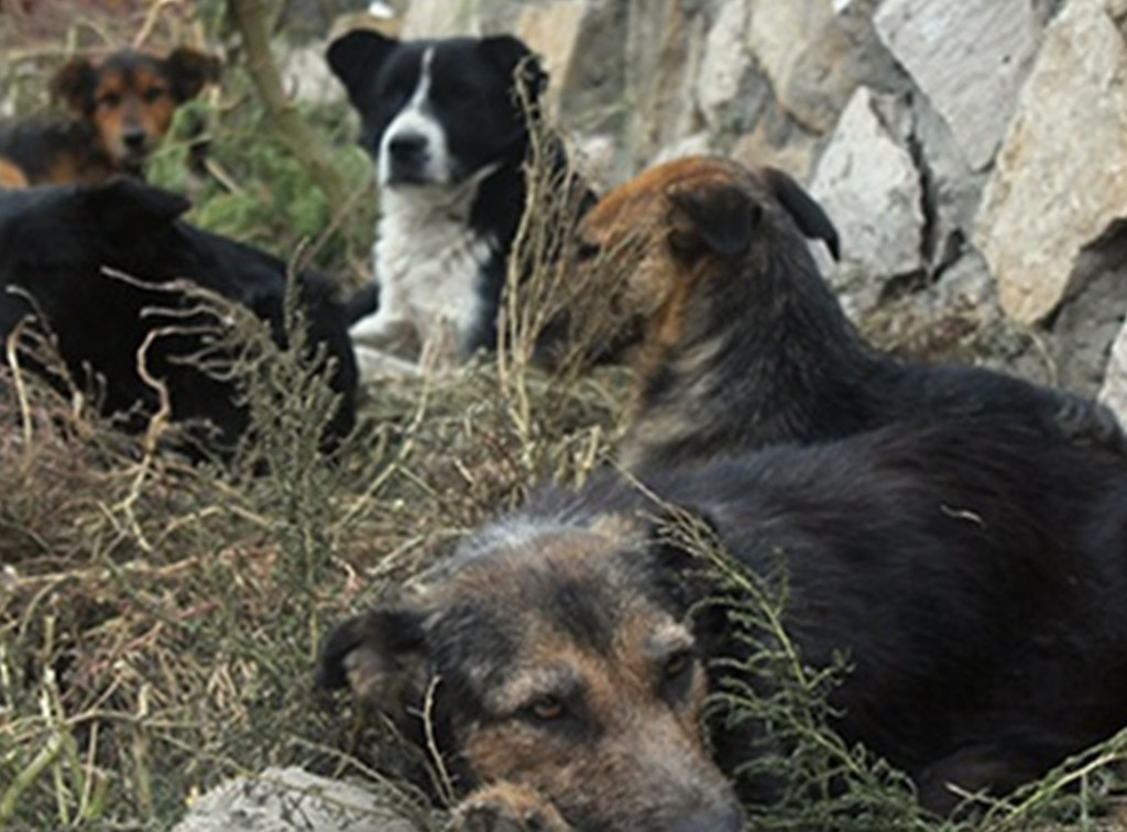 В Туле объявлен новый аукцион на отлов бродячих собак
