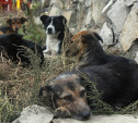 В Туле объявлен новый аукцион на отлов бродячих собак