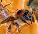 «Это какие-то неправильные пчёлы»: Россельхознадзор оштрафовал пасечницу из Тульской области 