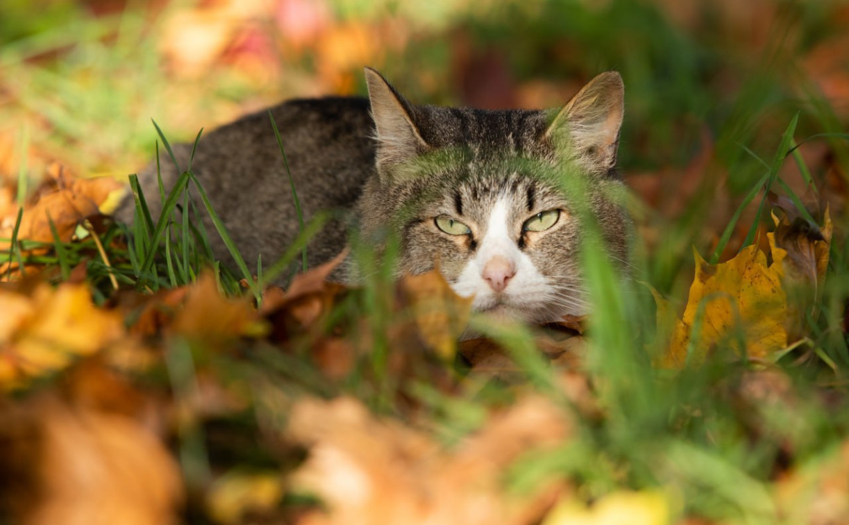 Первые осенние выходные в Тульской области будут сухими и облачными