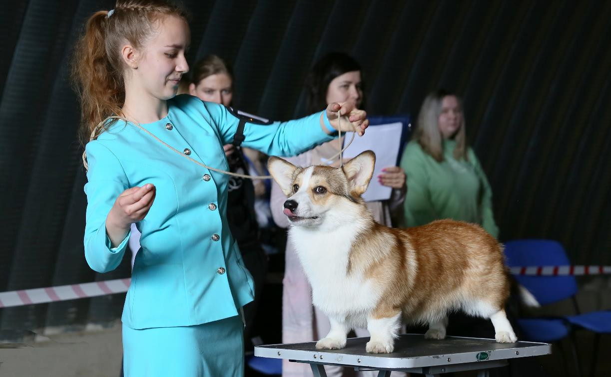 Показать собаку во всей красе: в Туле прошел V чемпионат по хендлингу