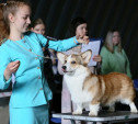 Показать собаку во всей красе: в Туле прошел V чемпионат по хендлингу