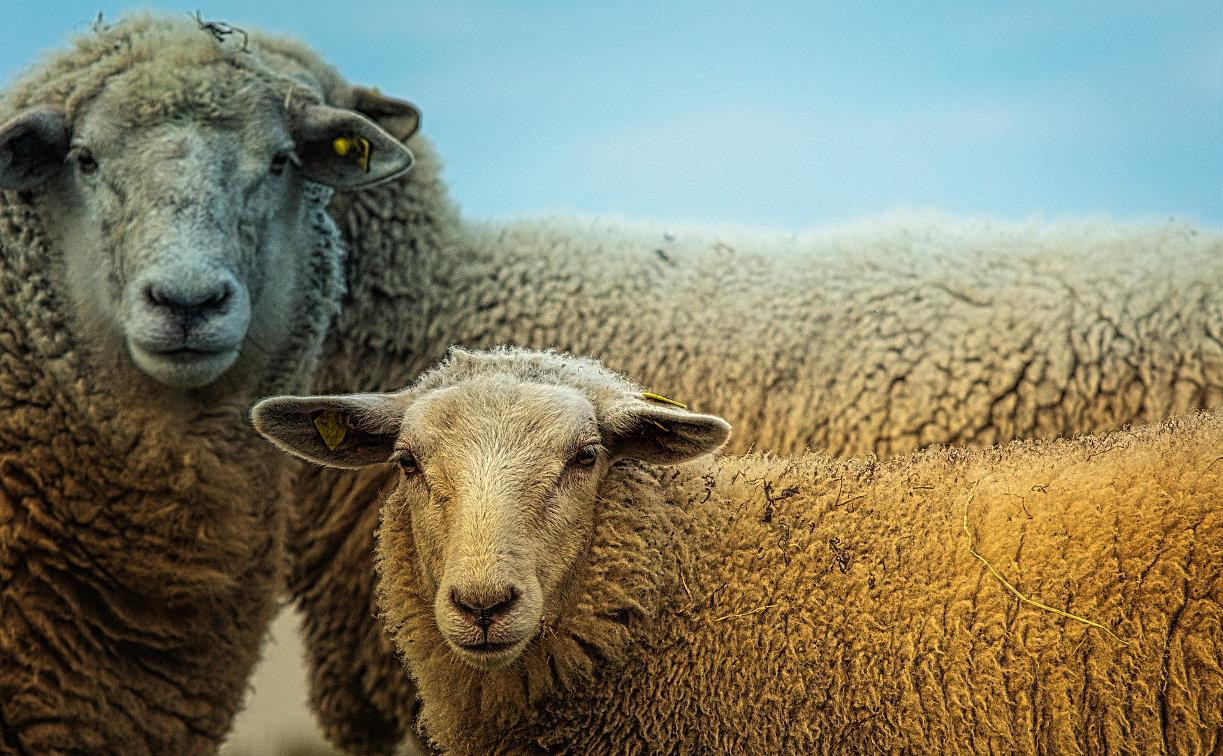 Преступление уровня «баран»: туляк украл овец и думал, что его не найдут