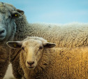 Преступление уровня «баран»: туляк украл овец и думал, что его не найдут