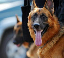 В Дубне служебная собака помогла разыскать преступника