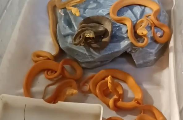 В Тульском экзотариуме родились детеныши садового удава